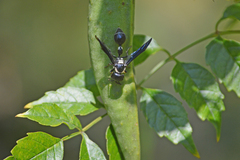 Zethus spinipes variegatus