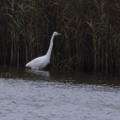 Ardea alba alba