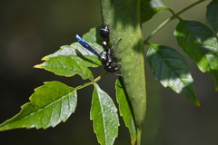 Zethus spinipes variegatus