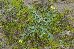 Alyssum montanum gmelinii