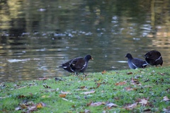 Gallinula chloropus