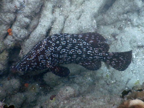 Gladde tandbaars (Dermatolepis striolata) — Serranidae