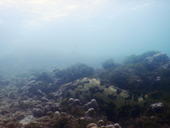 Epinephelus fuscoguttatus