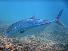Caranx papuensis