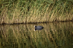 Fulica atra