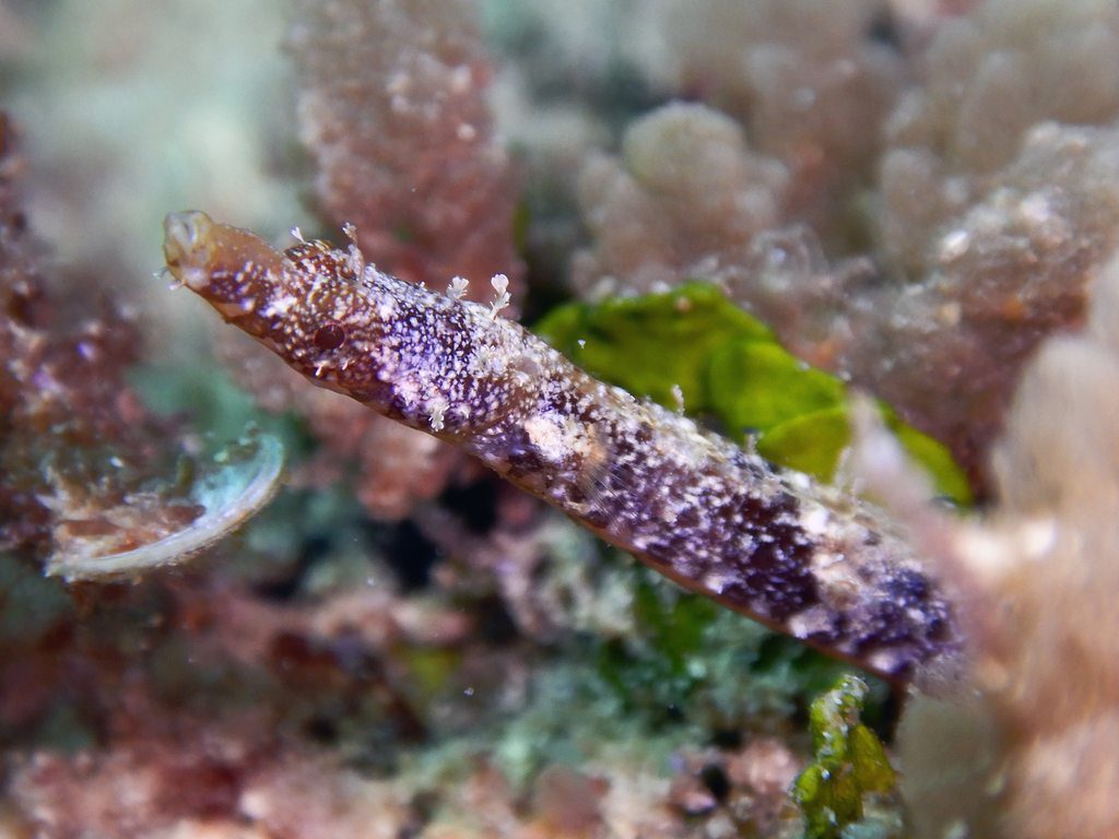 Painted pipefish (Nannocampus pictus) — Syngnathidae