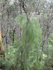 (c) Bryce Watts-Parker, some rights reserved (CC BY) Acacia cognata, photograph (c) Bryce Watts-Parker, some rights reserved (CC BY)