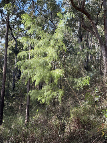 Acacia cognata, photograph 3