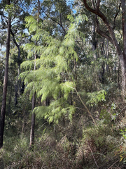 (c) Bryce Watts-Parker, some rights reserved (CC BY) Acacia cognata, photograph (c) Bryce Watts-Parker, some rights reserved (CC BY)