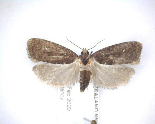 Cryptaspasma querula photo 4