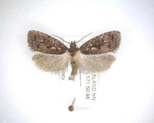 Cryptaspasma querula photo 5