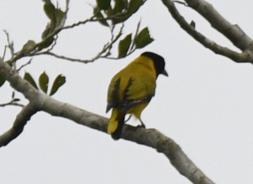 Black-winged Oriole (Oriolus nigripennis), photo 5