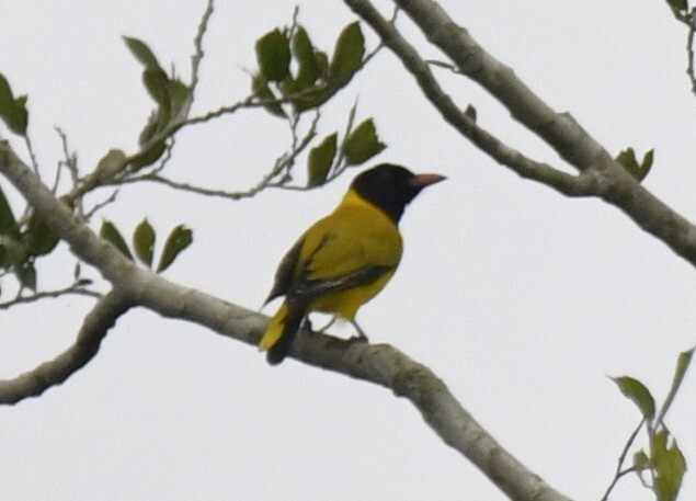 Black-winged Oriole (Oriolus nigripennis), photo 2