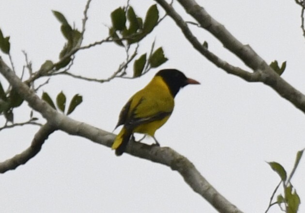 Black-winged Oriole (Oriolus nigripennis), photo 3