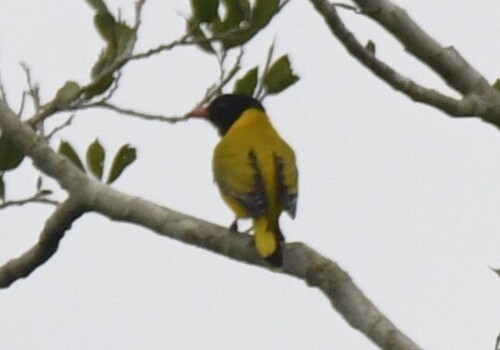 Black-winged Oriole (Oriolus nigripennis), photo 6
