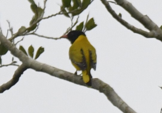 Black-winged Oriole (Oriolus nigripennis), photo 4