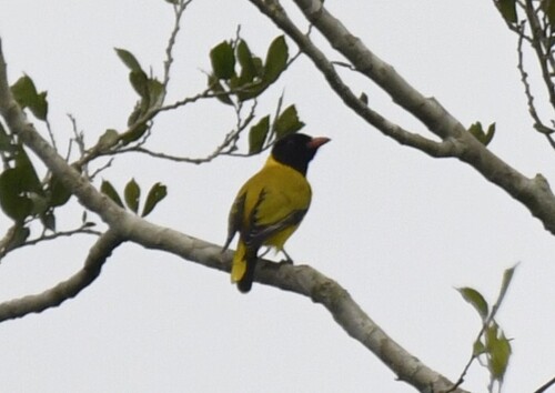 Black-winged Oriole (Oriolus nigripennis)