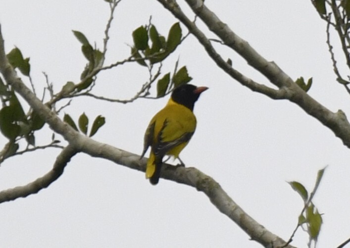 Black-winged Oriole (Oriolus nigripennis), photo 1