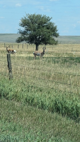iNaturalist observation 2025-08-09
