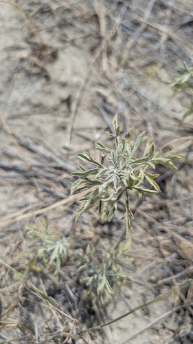 iNaturalist observation 2025-08-09