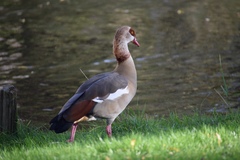 Alopochen aegyptiaca