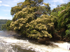 Copaifera langsdorffii