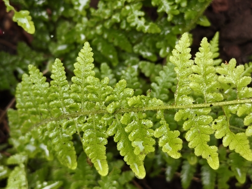 Woodsia mollis (Woodsia mollis)
