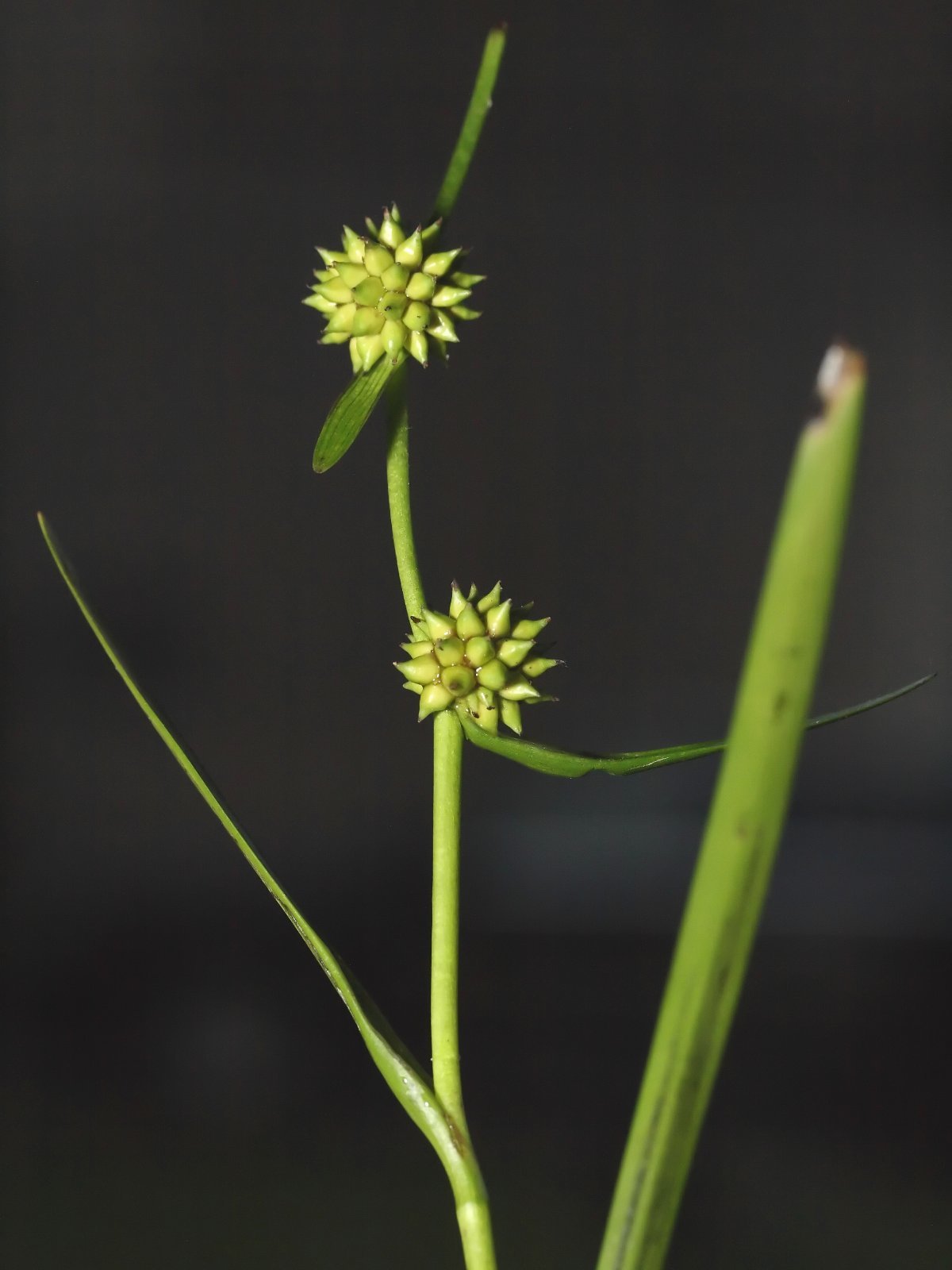 Sparganium natans