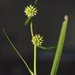 Small Bur-Reed - Photo (c) Fabelfroh, some rights reserved (CC BY-SA)