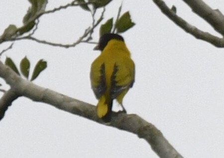 Black-winged Oriole (Oriolus nigripennis), photo 6