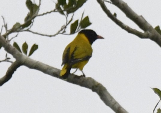 Black-winged Oriole (Oriolus nigripennis), photo 7