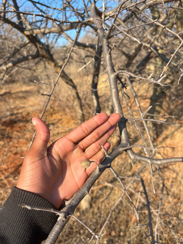 Velvet Corkwood (Commiphora mollis)