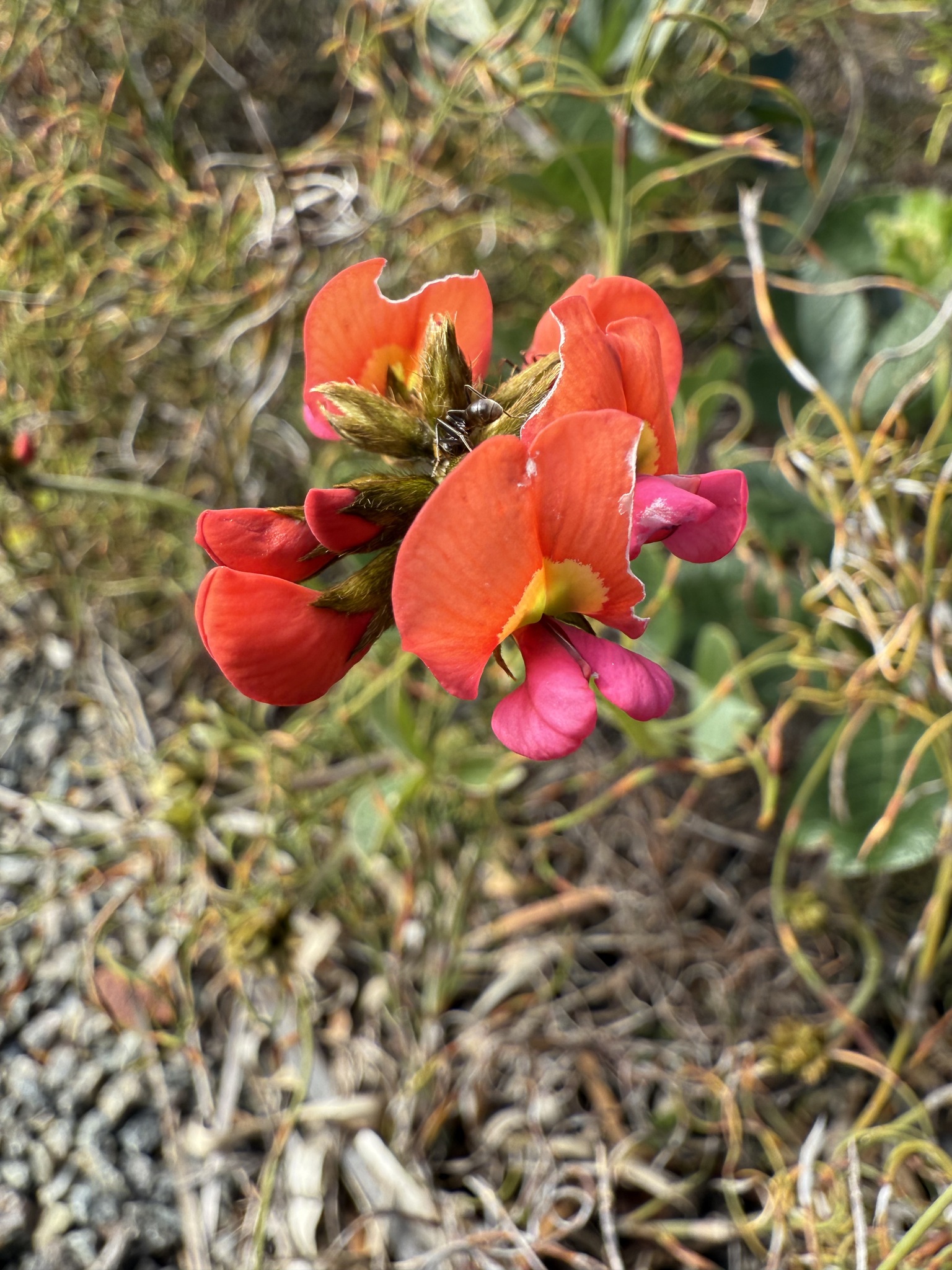 Imagem de Kennedia coccinea