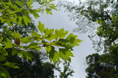 Sassafras tzumu, photograph (c) 王天明, some rights reserved (CC BY)
