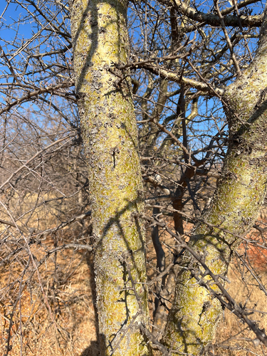 Commiphora glandulosa