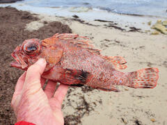 Gulf Gurnard Perch photo 4