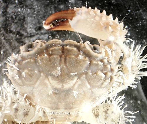 Luniella pugil observed 2023-08-19