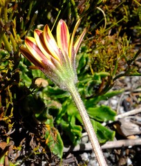 Dimorphotheca montana