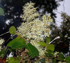 Copaifera langsdorffii