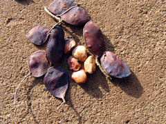 Copaifera langsdorffii