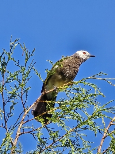 White-rumped Babbler