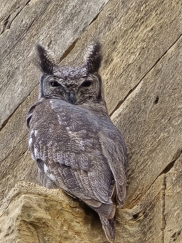 Grayish Eagle-Owl