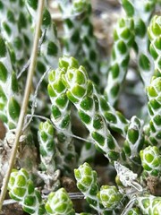 Helichrysum intermedium