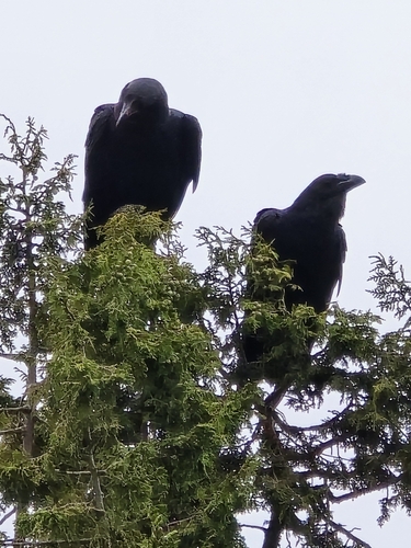 Fan-tailed Raven