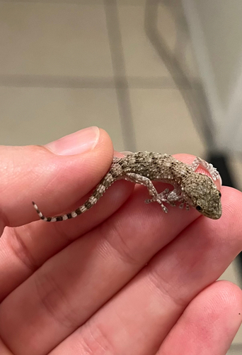 Moorish Gecko