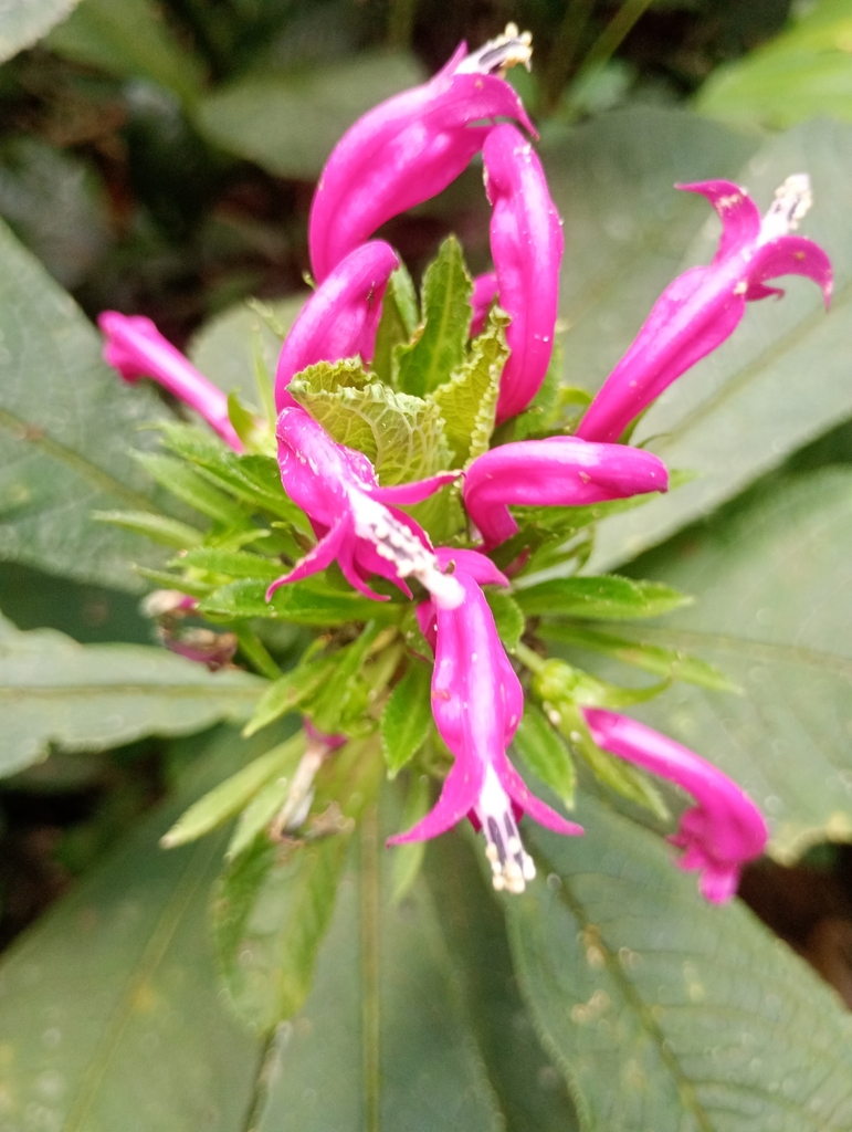 Centropogon macrophyllus