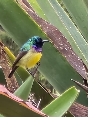 Variable Sunbird