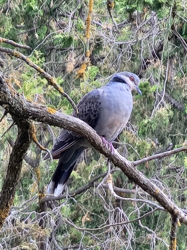 Dusky Turtle-Dove