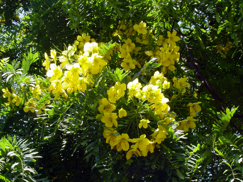 Cassia leptophylla, photographed by an iNaturalist contributor