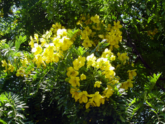 Cassia leptophylla